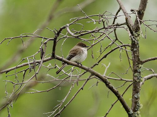 Eastern Phoebe