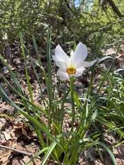 Narcissus poeticus recurvus