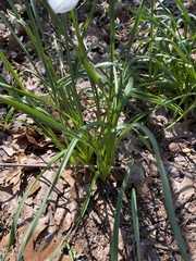 Narcissus poeticus recurvus
