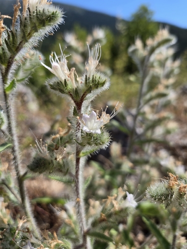 Pale Bugloss