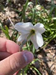 Narcissus poeticus recurvus