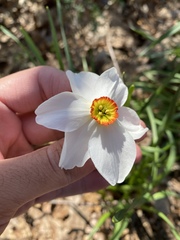 Narcissus poeticus recurvus