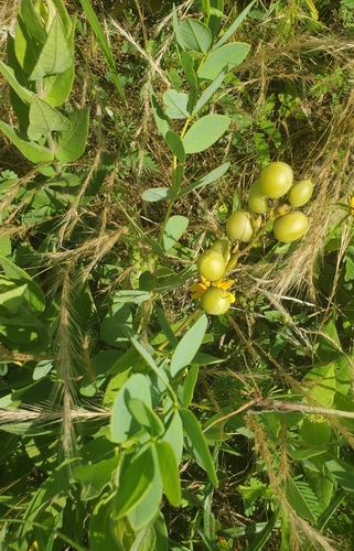 Baptisia sphaerocarpa