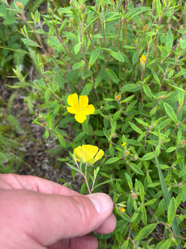 iNaturalist observation photo of Canada frostweed