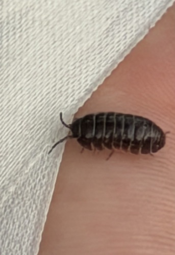 Common Pill Woodlouse