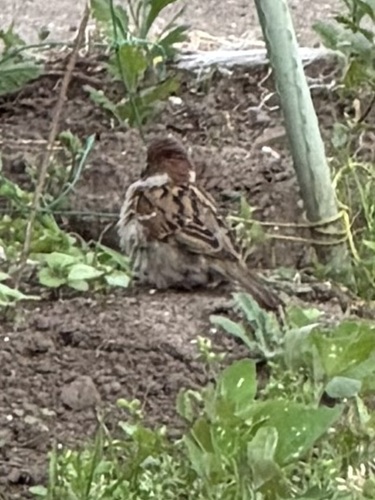 Passer montanus saturatus