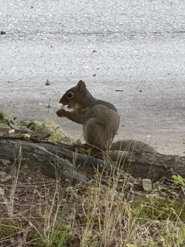 Japanese Squirrel