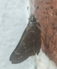 Atalopedes campestris huron