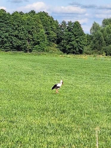 White Stork