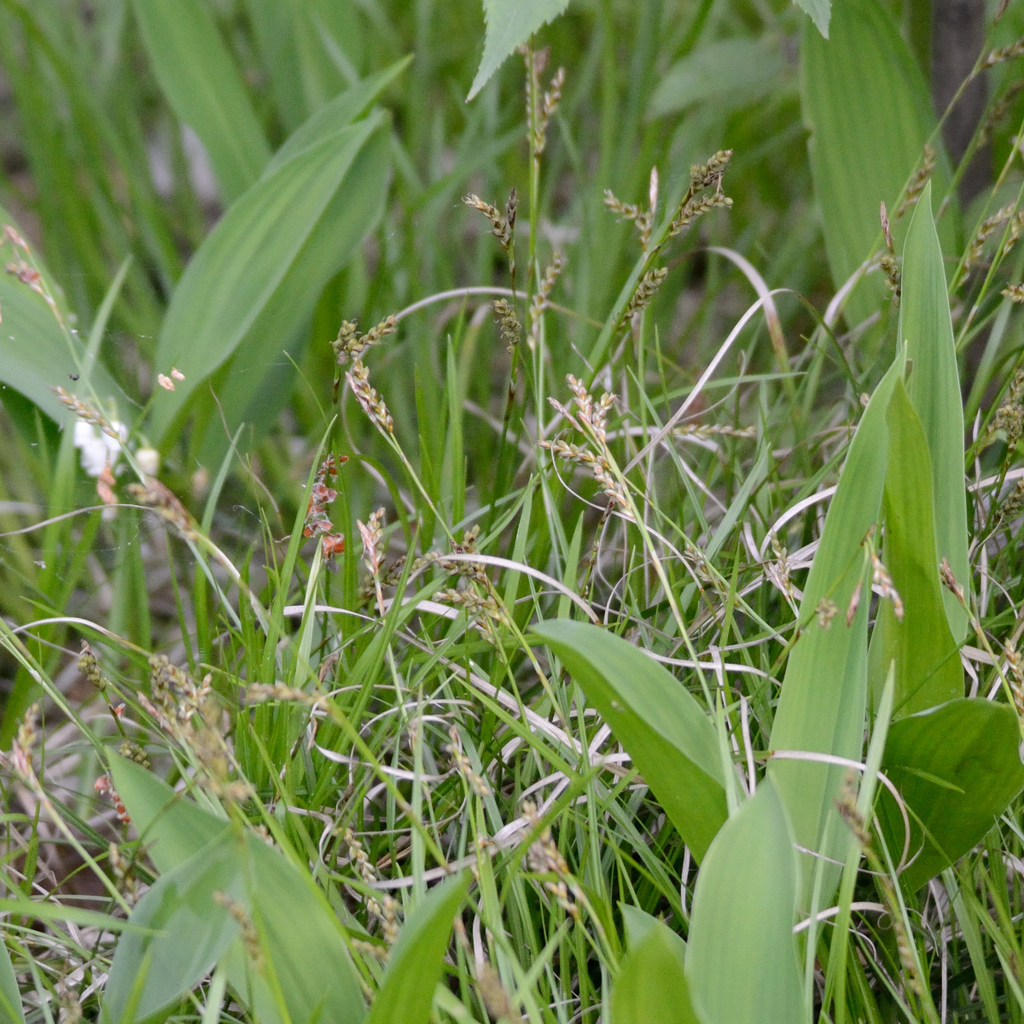 Carex rhizina; photograph (c) Fyodor Pudovikov, some rights reserved (CC BY)