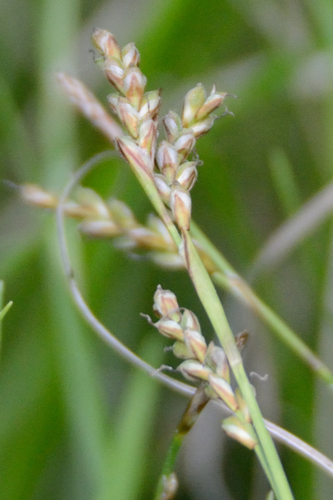 Carex rhizina, photograph 6