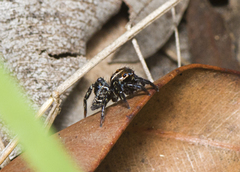 Saitis virgatus