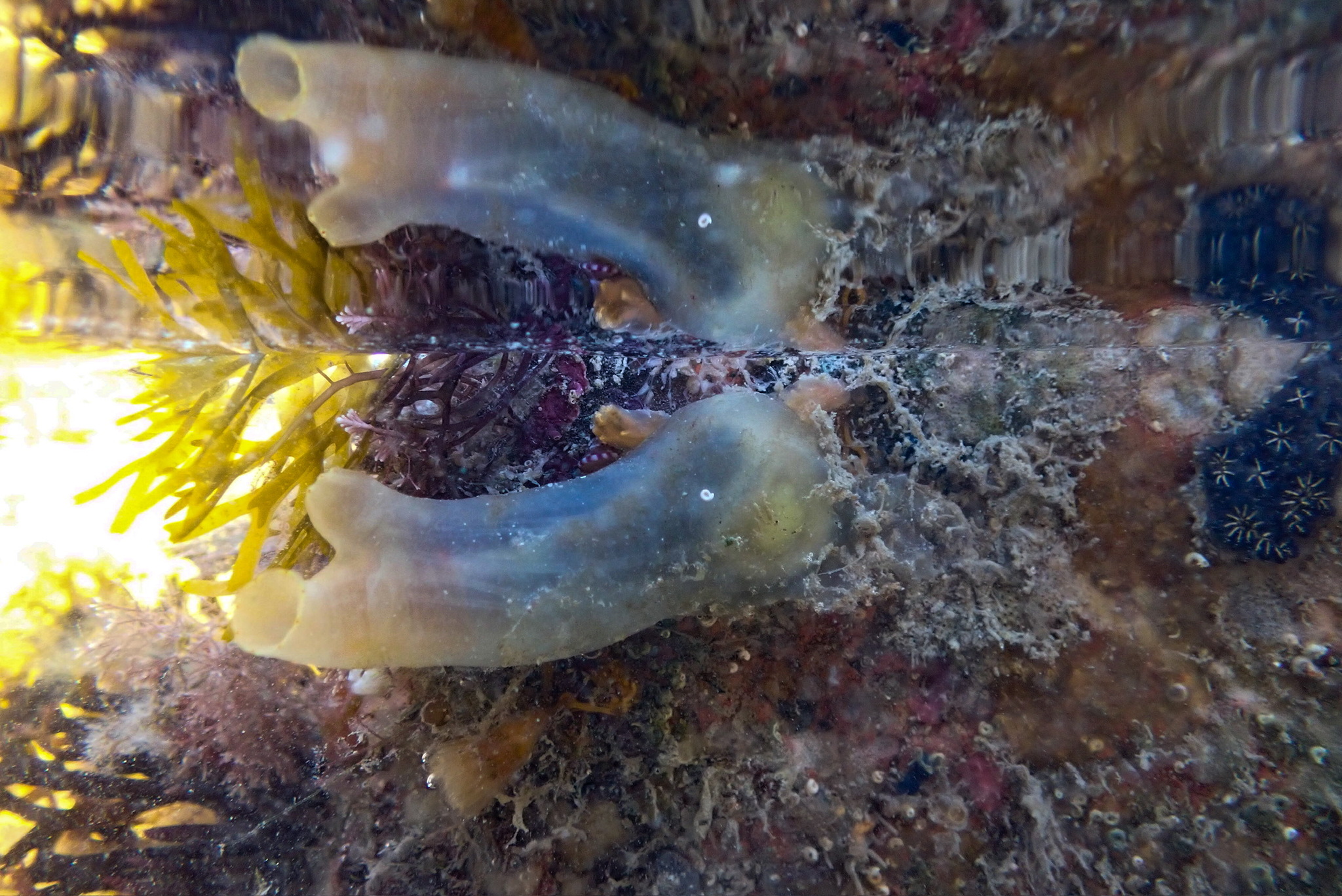 Ciona intestinalis (Linnaeus, 1767)