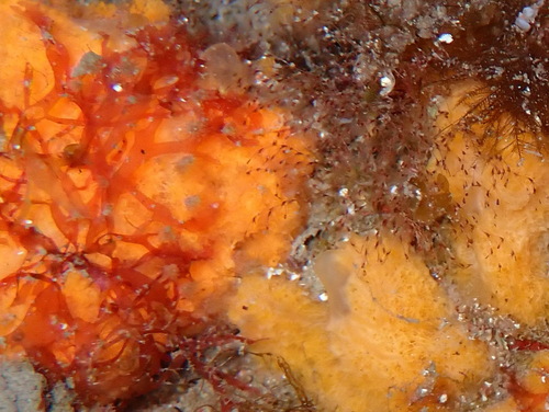 Savignyella lafontii observed 2026-05-31