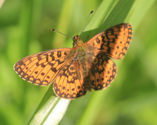 Eurasian Silver-bordered Fritillary