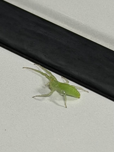Oxytate striatipes