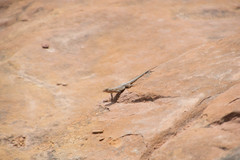 Uta stansburiana uniformis