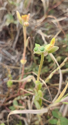 Portulaca umbraticola, 2026-05-31