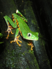 Callimedusa tomopterna