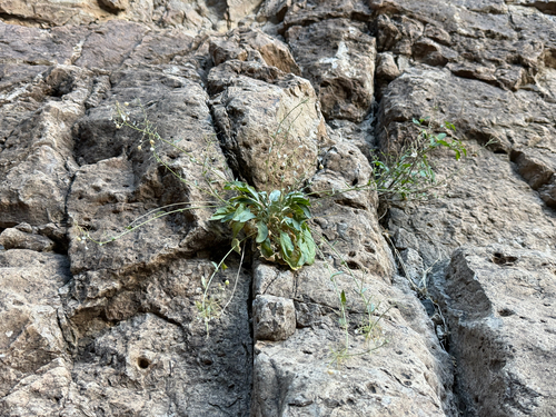 white bladderpod