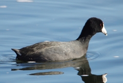 Fulica americana