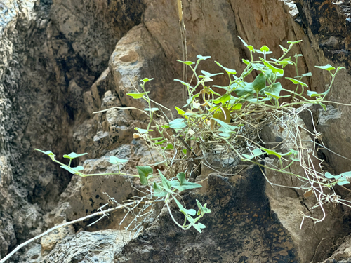 Wright's dutchman's pipe