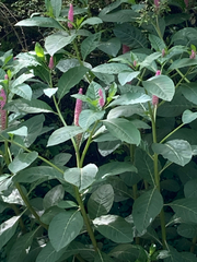 Phytolacca polyandra, photograph author not stated, no rights reserved