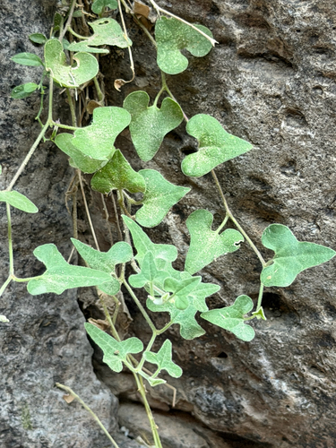 Wright's dutchman's pipe