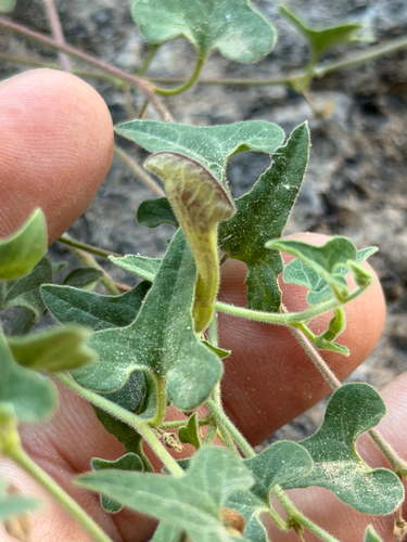 Wright's dutchman's pipe