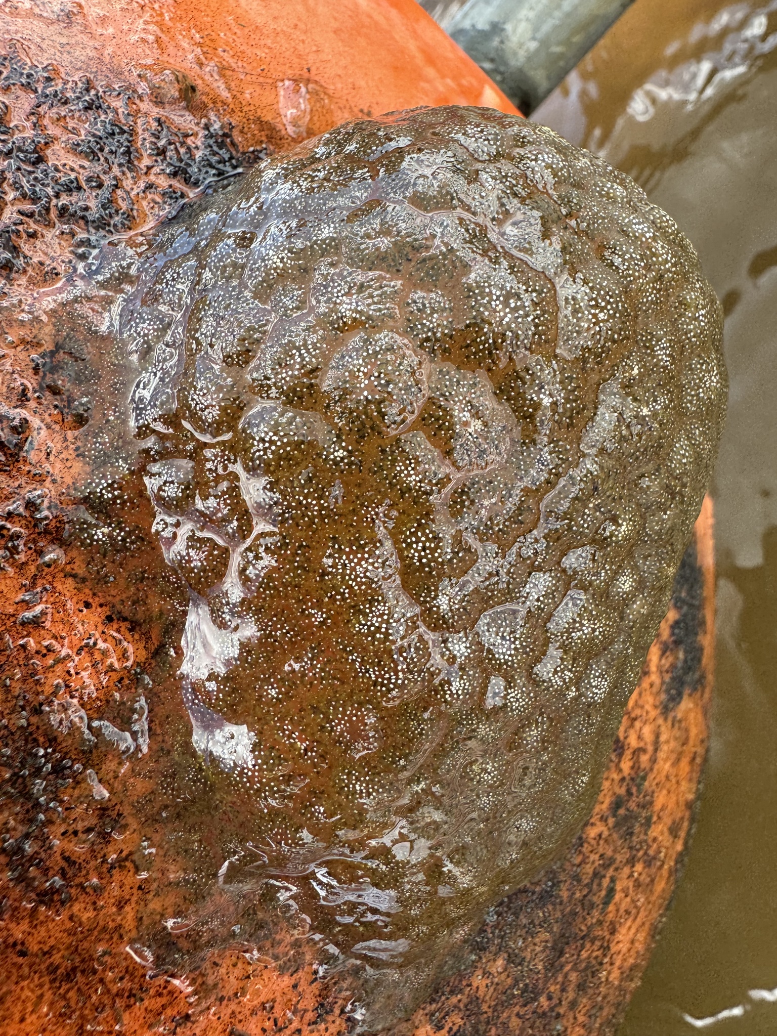 Pectinatella magnifica (Leidy, 1851)