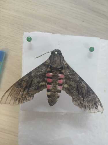 Pink-spotted Hawkmoth