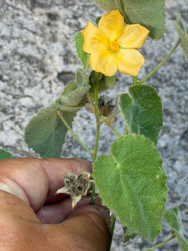 Abutilon wrightii, photograph 6
