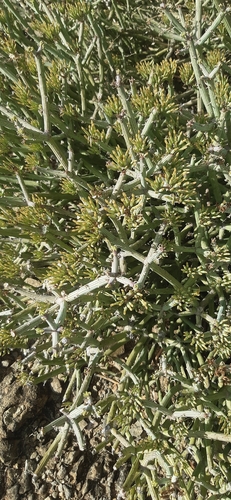Kleinia odora