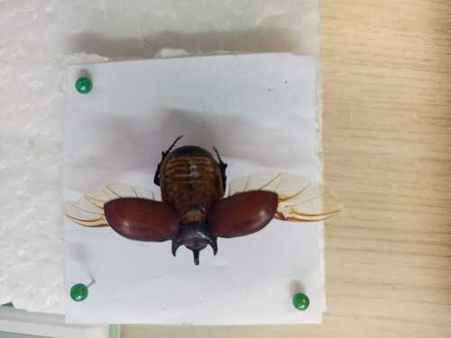 Coelosis bicornis