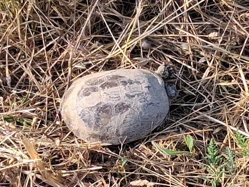 European Pond Turtle