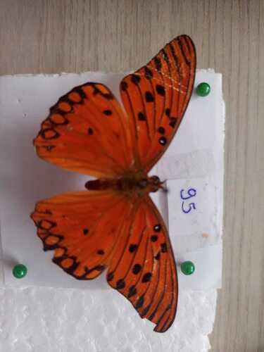 Gulf Fritillary