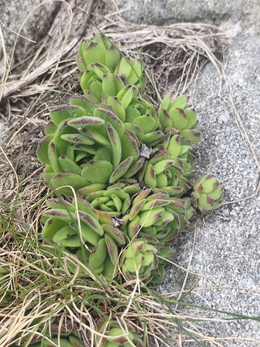 Sempervivum grandiflorum, photograph 2