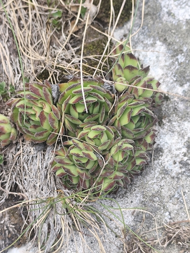 Sempervivum grandiflorum, photograph 3