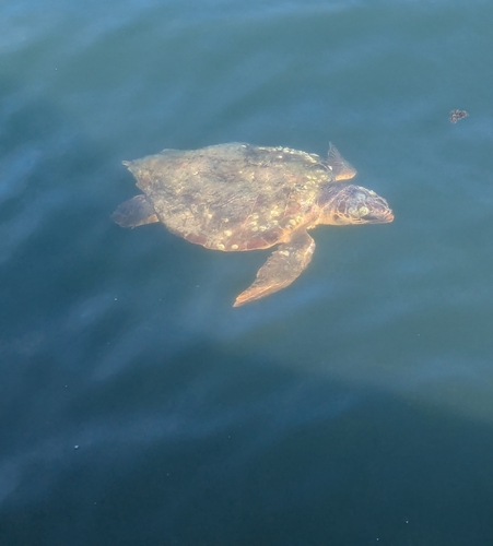 Loggerhead Sea Turtle