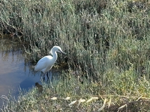 Snowy Egret