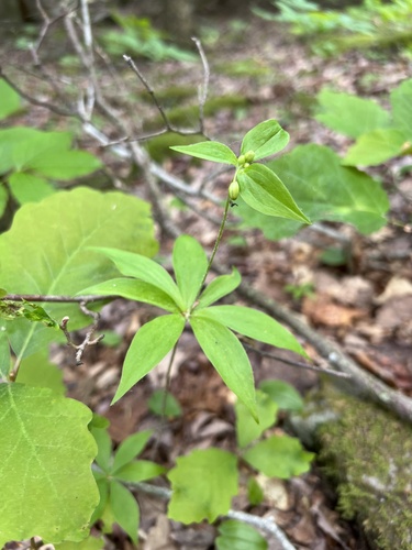 Cucumber Root