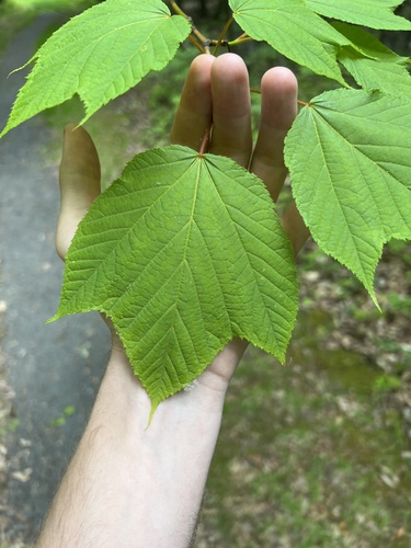 striped maple