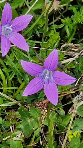 Spreading Bellflower