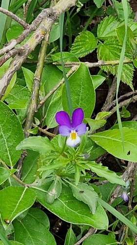 Wild Pansy