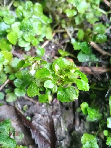 Opposite-leaved Golden-saxifrage