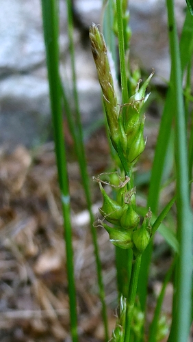 Carex depauperata