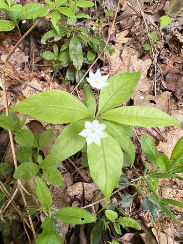 northern starflower