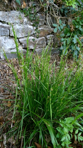 Carex depauperata, photograph 2