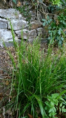 author not stated, no rights reserved Carex depauperata, photograph author not stated, no rights reserved