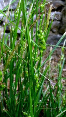 Carex depauperata, photograph 3